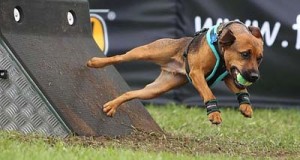 small brown dog jumping off stand with small yellow ball in mouth basic equipment of flyball ball based on size of dog